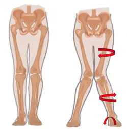 Knee anatomy